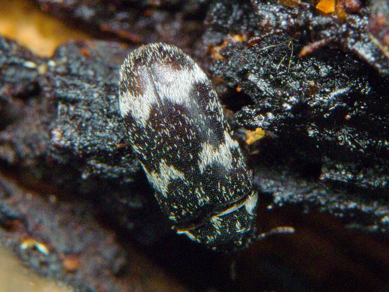Megatoma undata (Linnaeus, 1758)